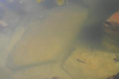 DSCN4269
