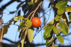 DSCN4549