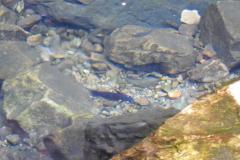 DSCN5108