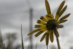 DSCN7988