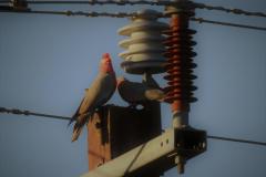 DSCN8118