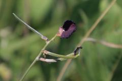 IMG_9811