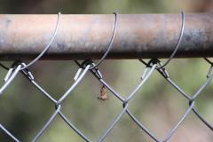 IMG_9831