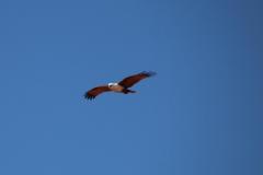 IMG_0011