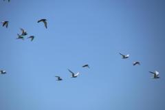 IMG_9965
