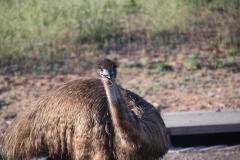 IMG_1529