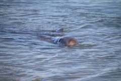 IMG_0488