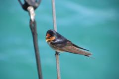 IMG_0888