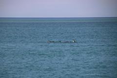 IMG_1151