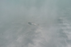 DCIM\100GOPRO