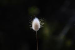 IMG_7317