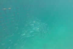 DCIM\100GOPRO