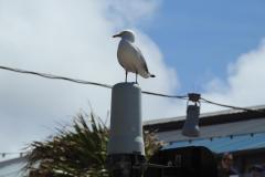 DSCN2386