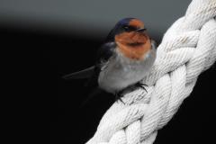 DSCN2433
