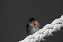 DSCN2457
