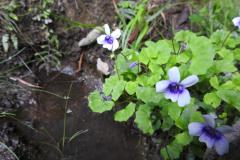 DSCN2267