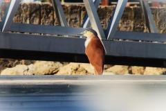 IMG_0015