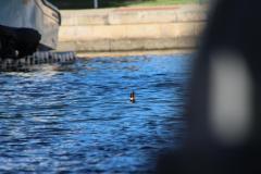 IMG_9949