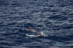 IMG_7953