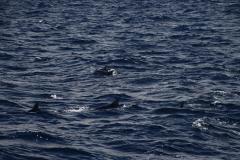 IMG_7979