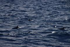 IMG_7980