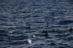 IMG_7986