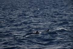 IMG_8000