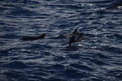 IMG_8022