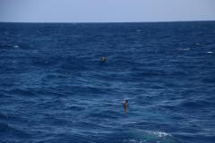 IMG_8251