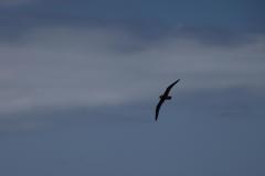 IMG_8278