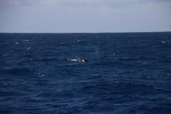 IMG_8619