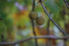 IMG_7100