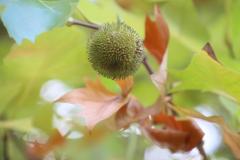 IMG_7101