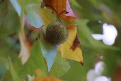 IMG_7104