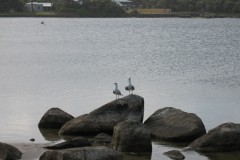 IMG_0591
