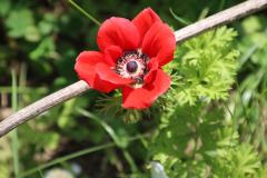 IMG_8758