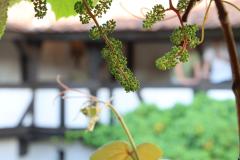 IMG_9022