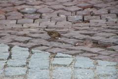 IMG_9570