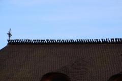 IMG_0409