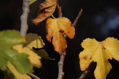 IMG_7713