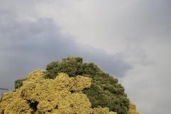 IMG_8647
