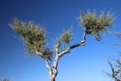 IMG_1938-scaled