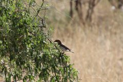 IMG_2439-scaled