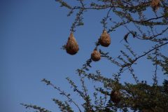 IMG_2528-scaled