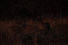 IMG_3232-scaled
