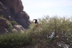 IMG_3535-scaled