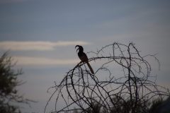 IMG_3540-scaled