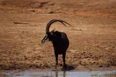 IMG_3785-scaled