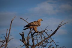 IMG_4045-scaled