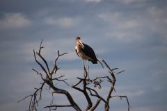 IMG_4059-scaled